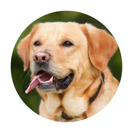 Cães
