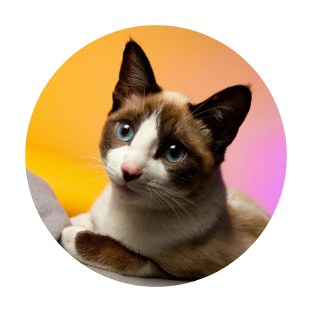 Gatos