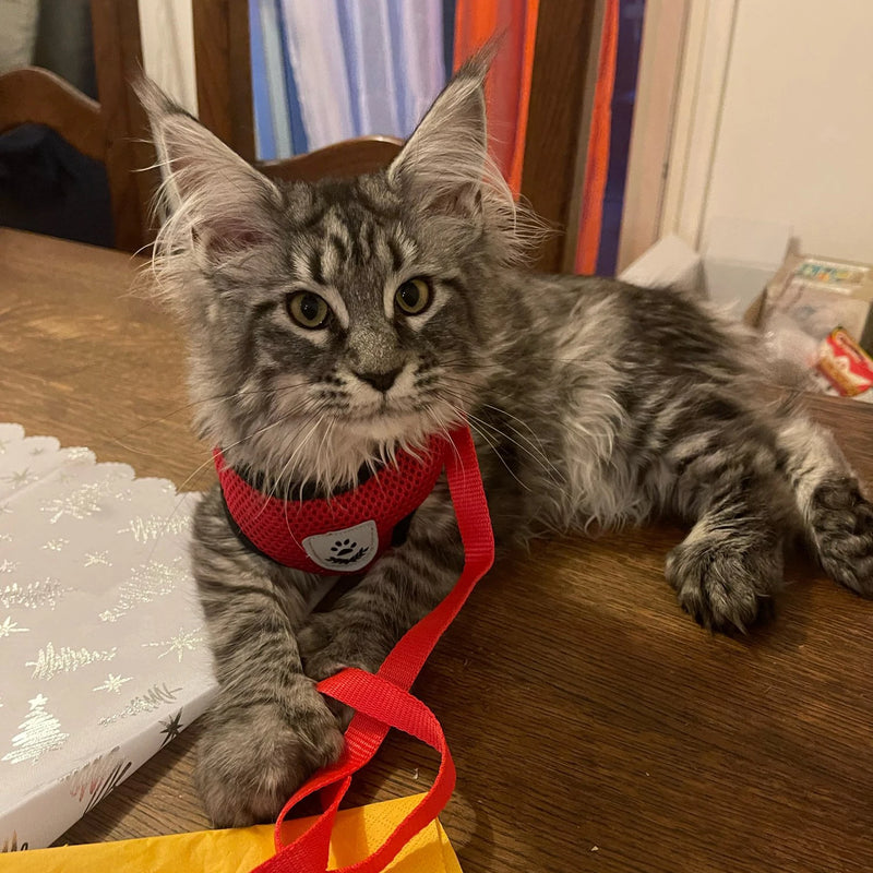 Coleira ajustável para gatos, conjunto de corda de tração para caminhada, coleira respirável, malha para cães pequenos e médios, chumbo