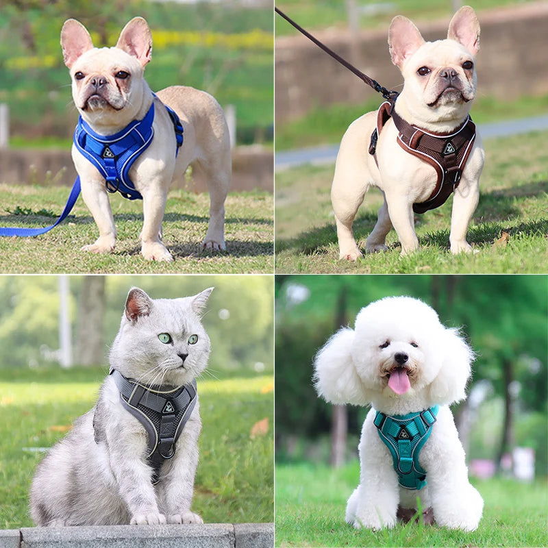 Conjunto de coleira ajustável para cães, cães pequenos / médios, gatos