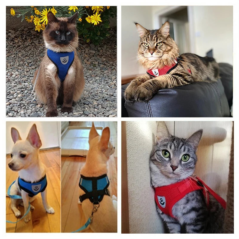 Coleira ajustável para gatos, conjunto de corda de tração para caminhada, coleira respirável, malha para cães pequenos e médios, chumbo